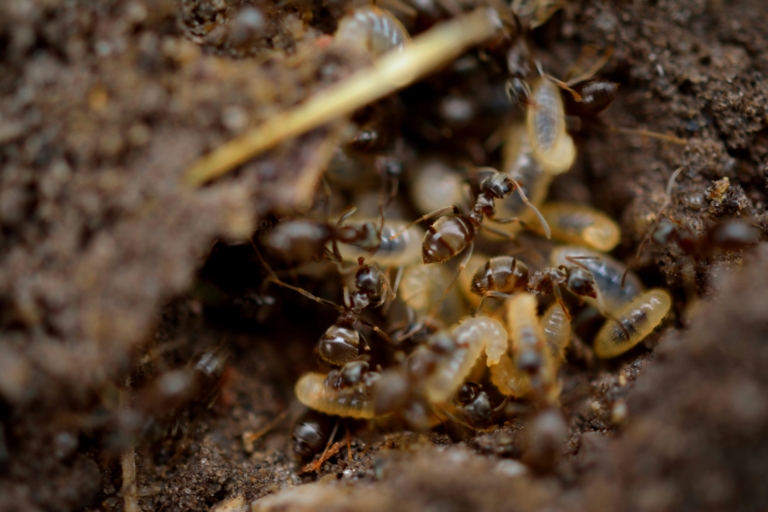 Love is in the Air… for Termites